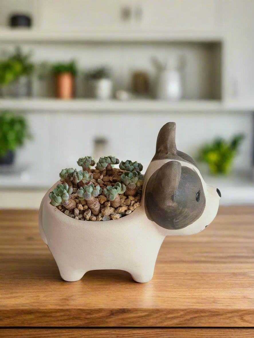Succulent Dog Planter - mini Echeveria Blue elf - SlowBloomGreens
