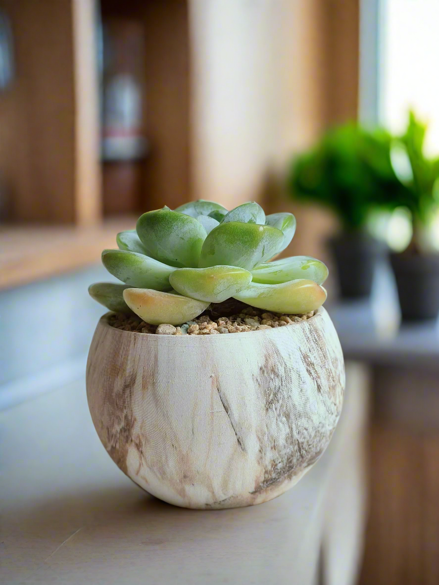 Succulent Elegant Round Pot showcasing Echeveria Ice Green