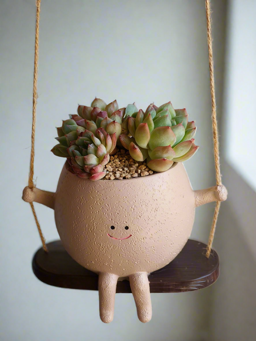 Succulent Hanging Joy Planter – Echeveria Desert Rose