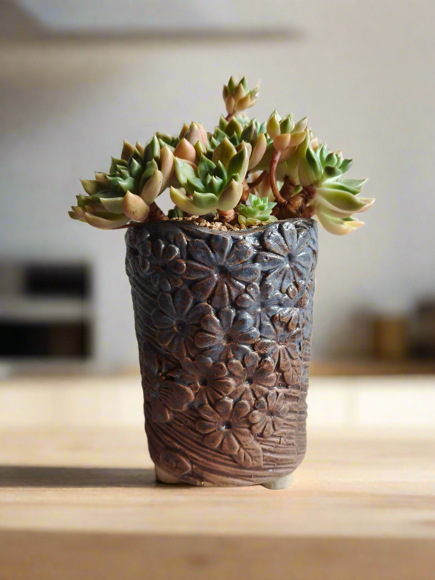 Succulent Rustic Floral Embossed Pot – Graptopetalum 'Bronze' - SlowBloomGreens