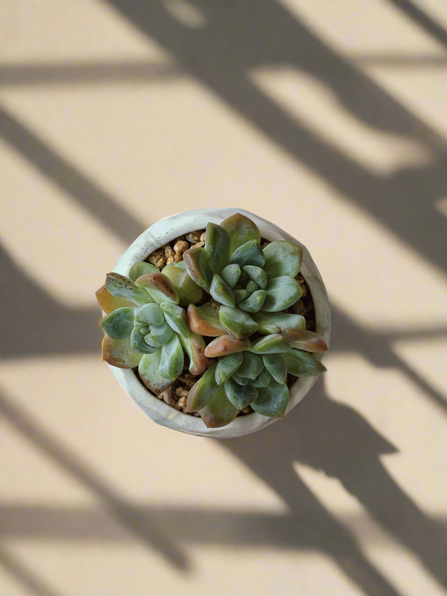 Succulent Harmony Gold - Echeveria Mexican Snowball