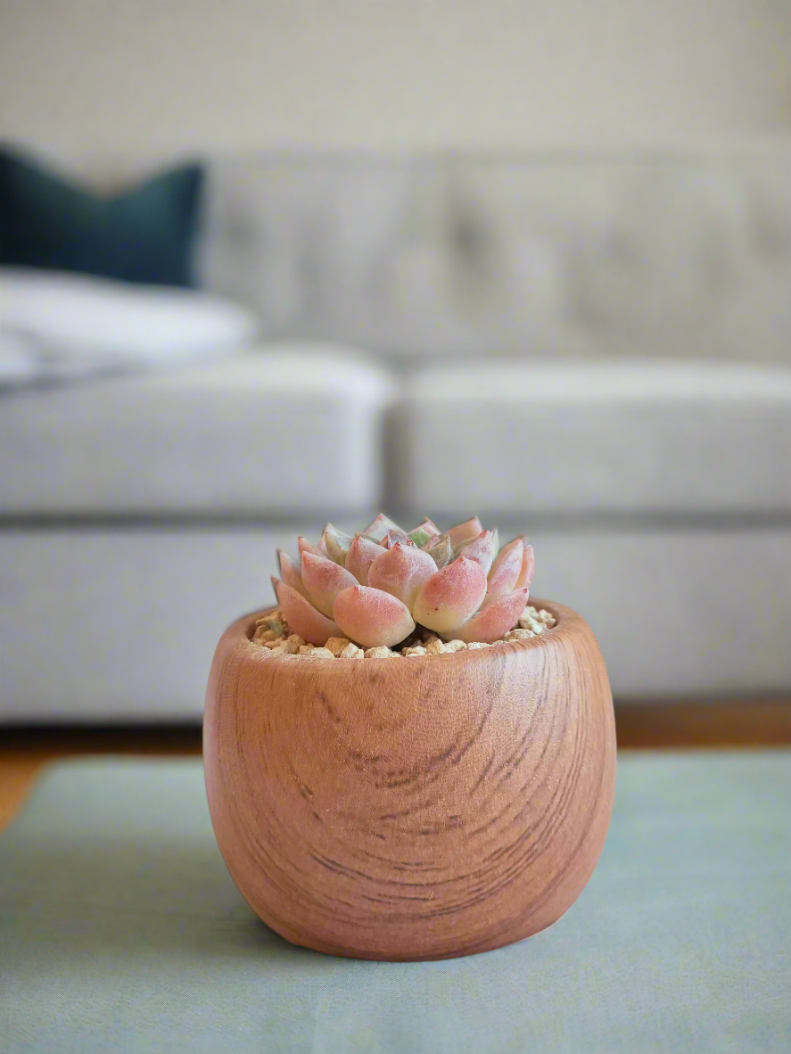 View of the Succulent Mini Round 'Woodgrain' - Echeveria hybrid,featuring an Echeveria hybrid in a compact round planter with a woodgrain texture.