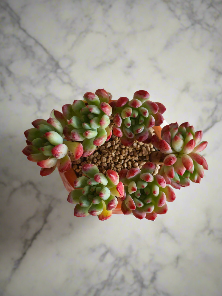 Succulent Enchanted Garden Dragonfly Planter – Sedeveria 'Blue Elf'