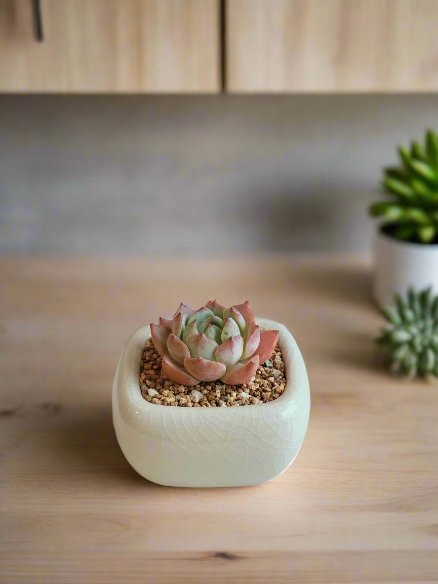 Succulent Zen Square Cream Pot – Echeveria Suryeon