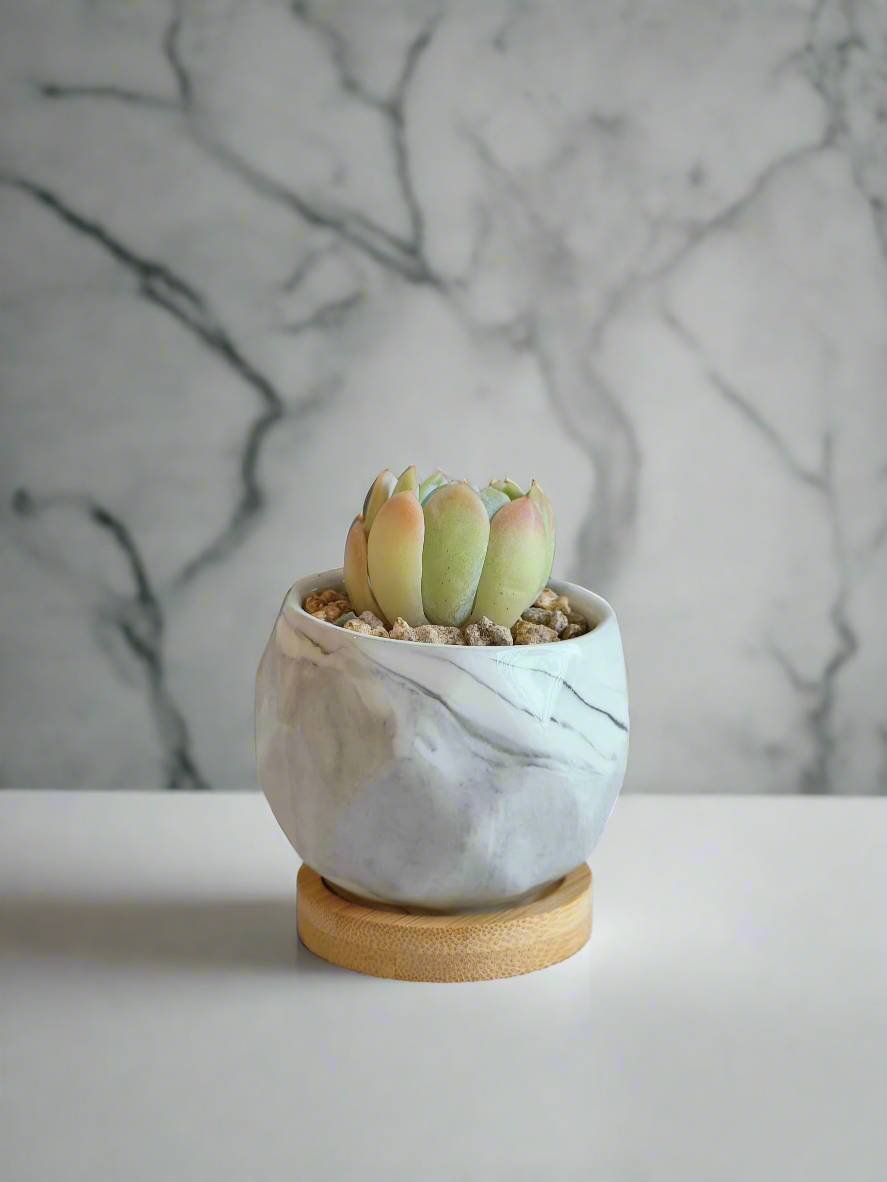 Elegant arrangement of the Succulent Petite Bliss Grey - Echeveria Suryeon in natural light.