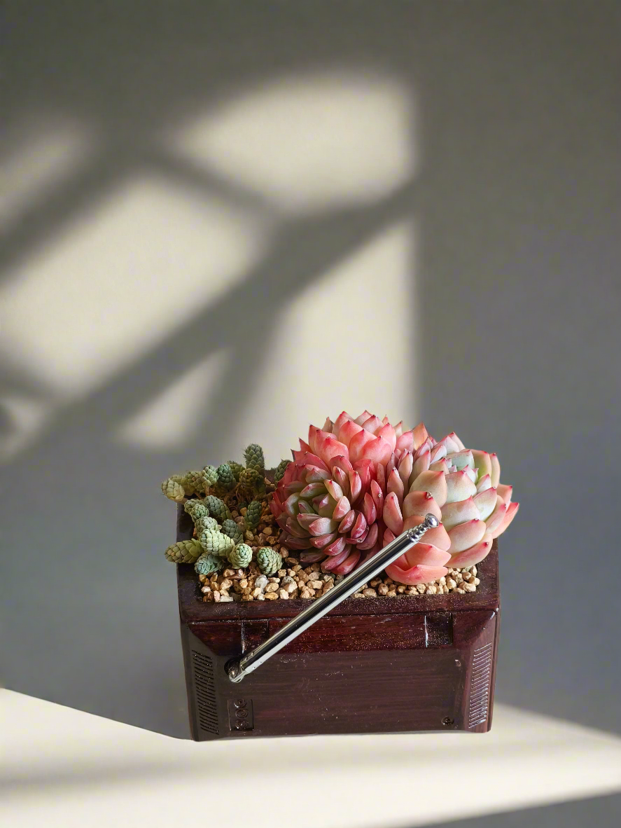 Succulent Retro TV – Echeveria Suryeon  📺🌿 - SlowBloomGreens