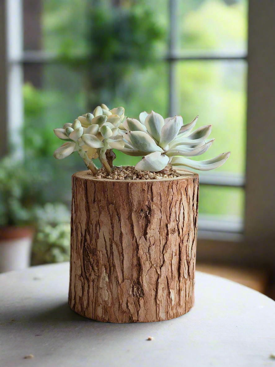 Succulent Natural Wood Pot - Graptoveria 'Titubans' & Echeveria Lenore Dean - SlowBloomGreens