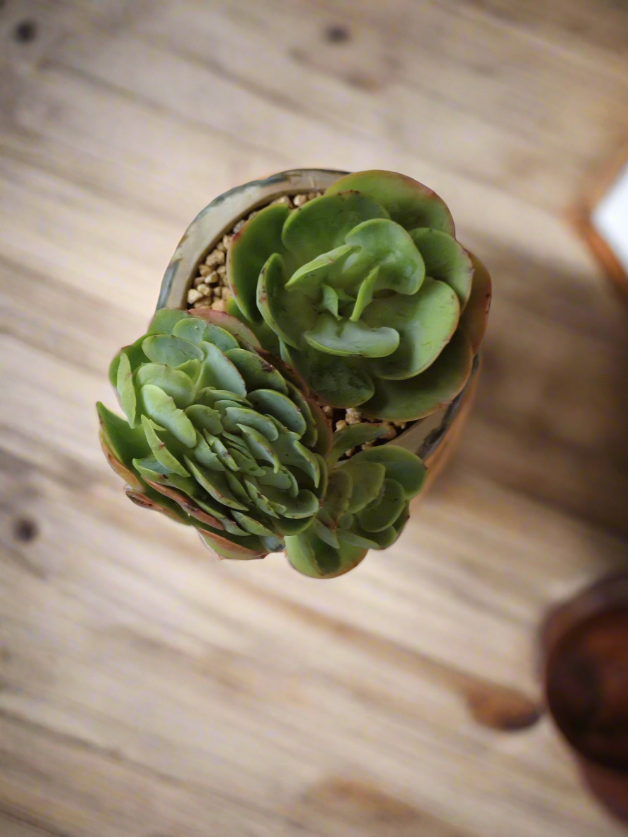 Echeveria Peach Pride in a stylish rustic succulent pot