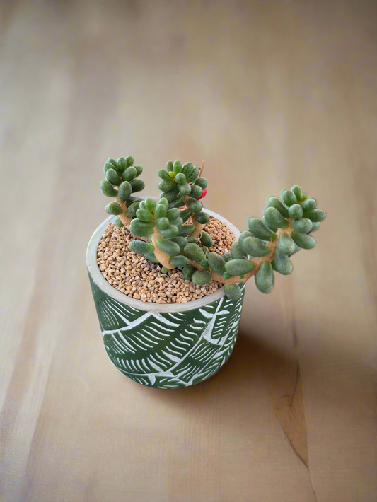 Succulent Whispering Leaves – Sedum Hernandezii
