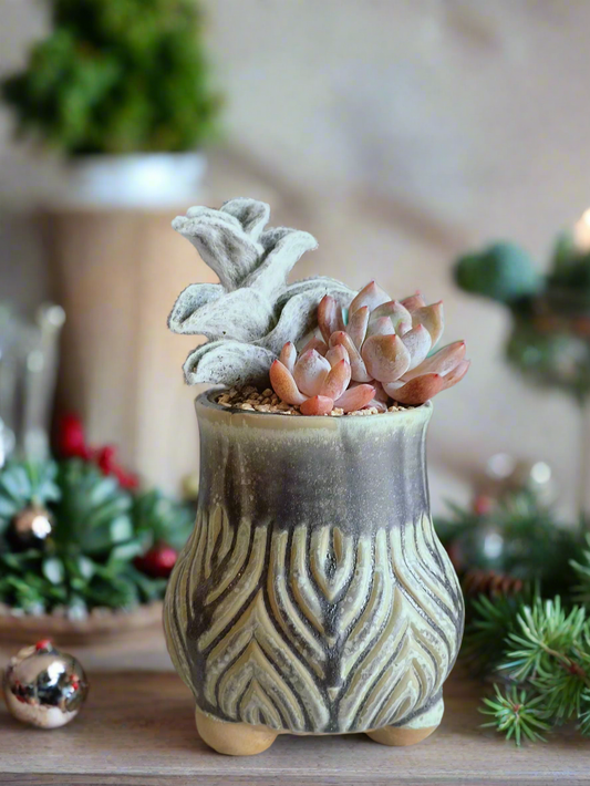 Succulent Rustic Pot Ash  – White Velvet & Echeveria Spica