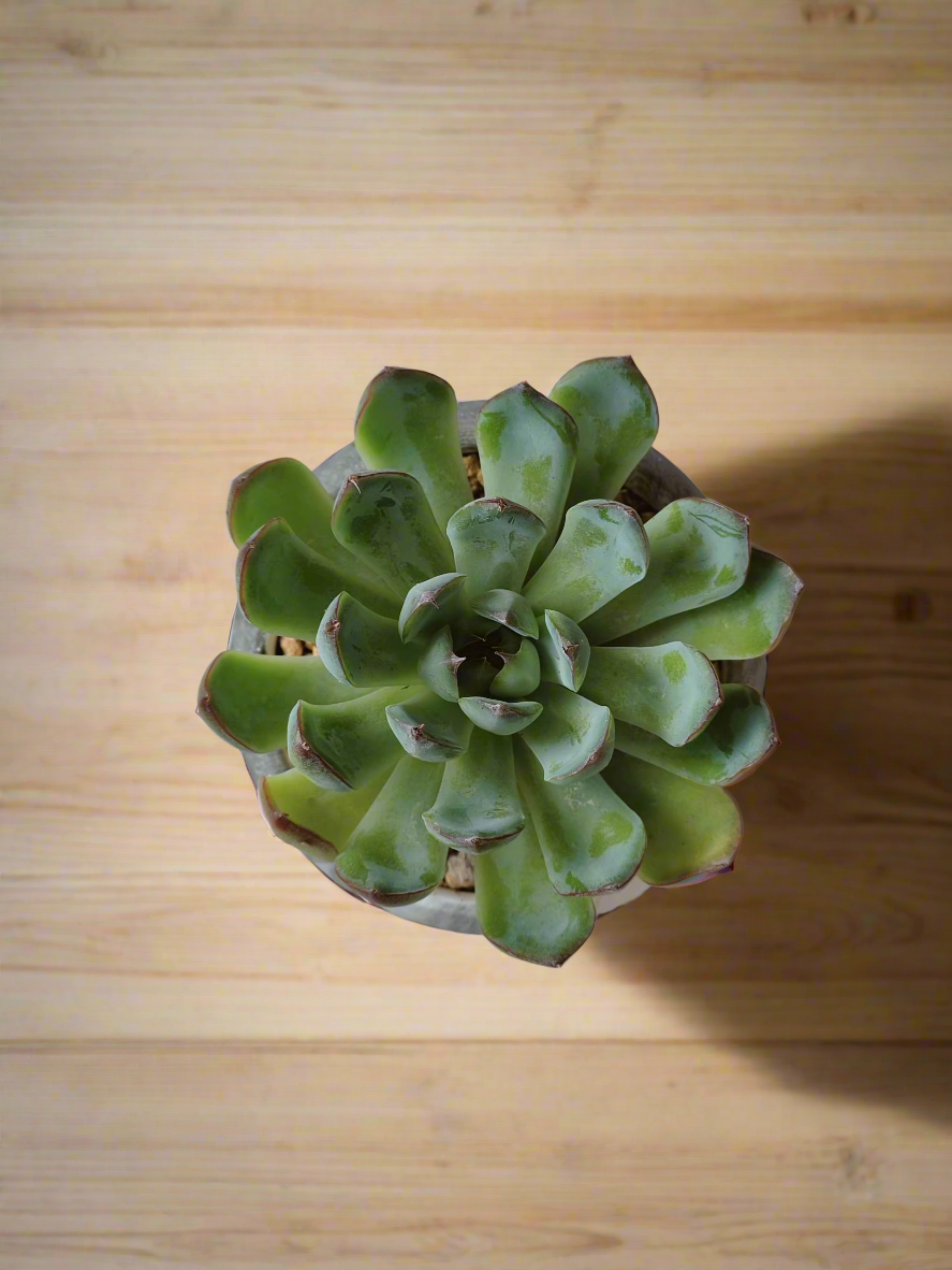 Succulent Elegant Round Dark Grey – Echevaria Pulidonis