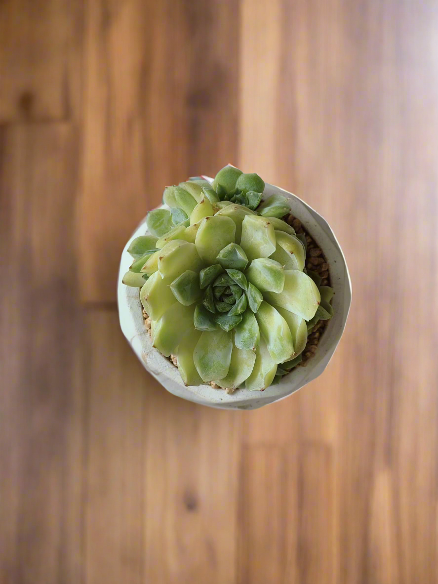 Echeveria Onslow 'Michella' in a stylish gold succulent pot