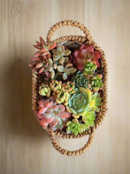 Succulent Basket Bliss ( Customised) - SlowBloomGreens