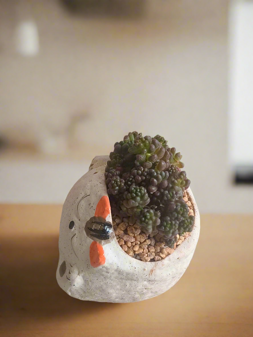 Succulent Sleeping Beauty Cat Planter - Sedum Rubrotinctum 'Redberry' - SlowBloomGreens
