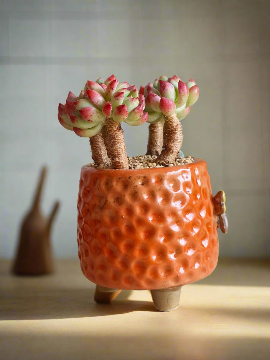 Succulent Enchanted Garden Dragonfly Planter – Sedeveria 'Blue Elf'