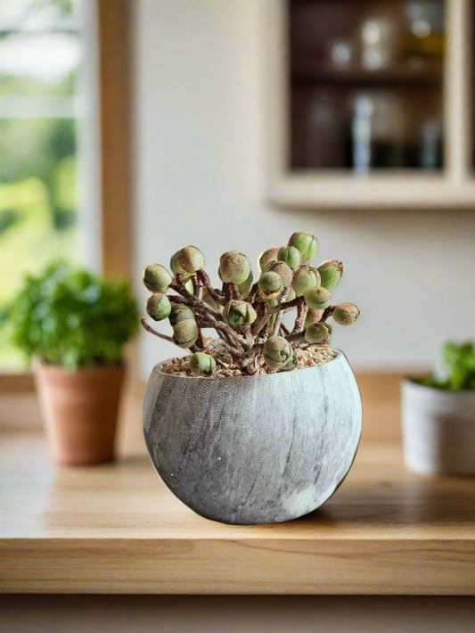 Succulent Elegant Round Grey - Aeonium 'Adodes'