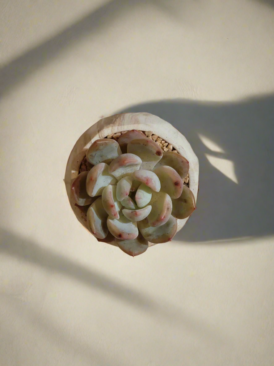 Succulent Classic Marble Brown Pot – Echeveria Laui