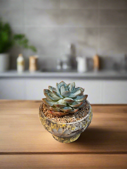 Succulent Moonlit Bloom Pot – Desert Gold with Echeveria Orange Monroe - SlowBloomGreens