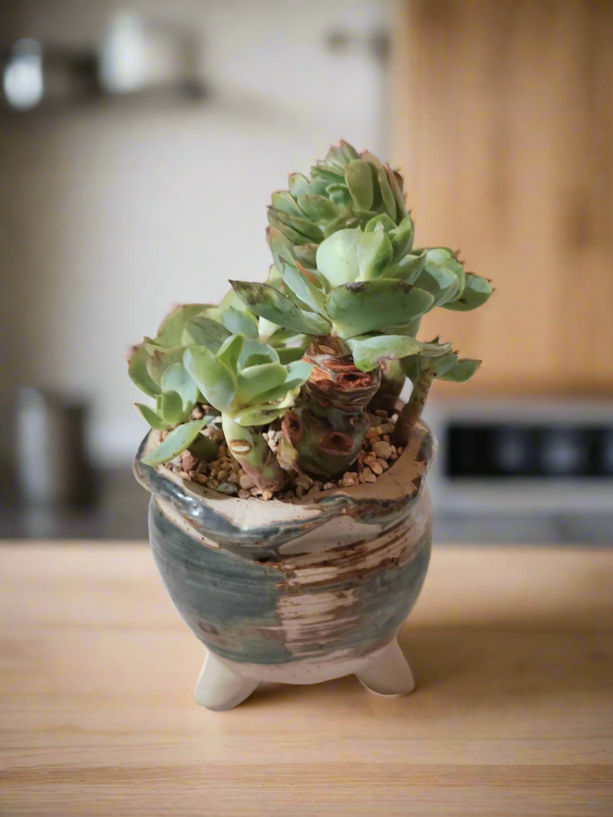 Succulent Rustica Pot- Echeveria Peach Pride - SlowBloomGreens