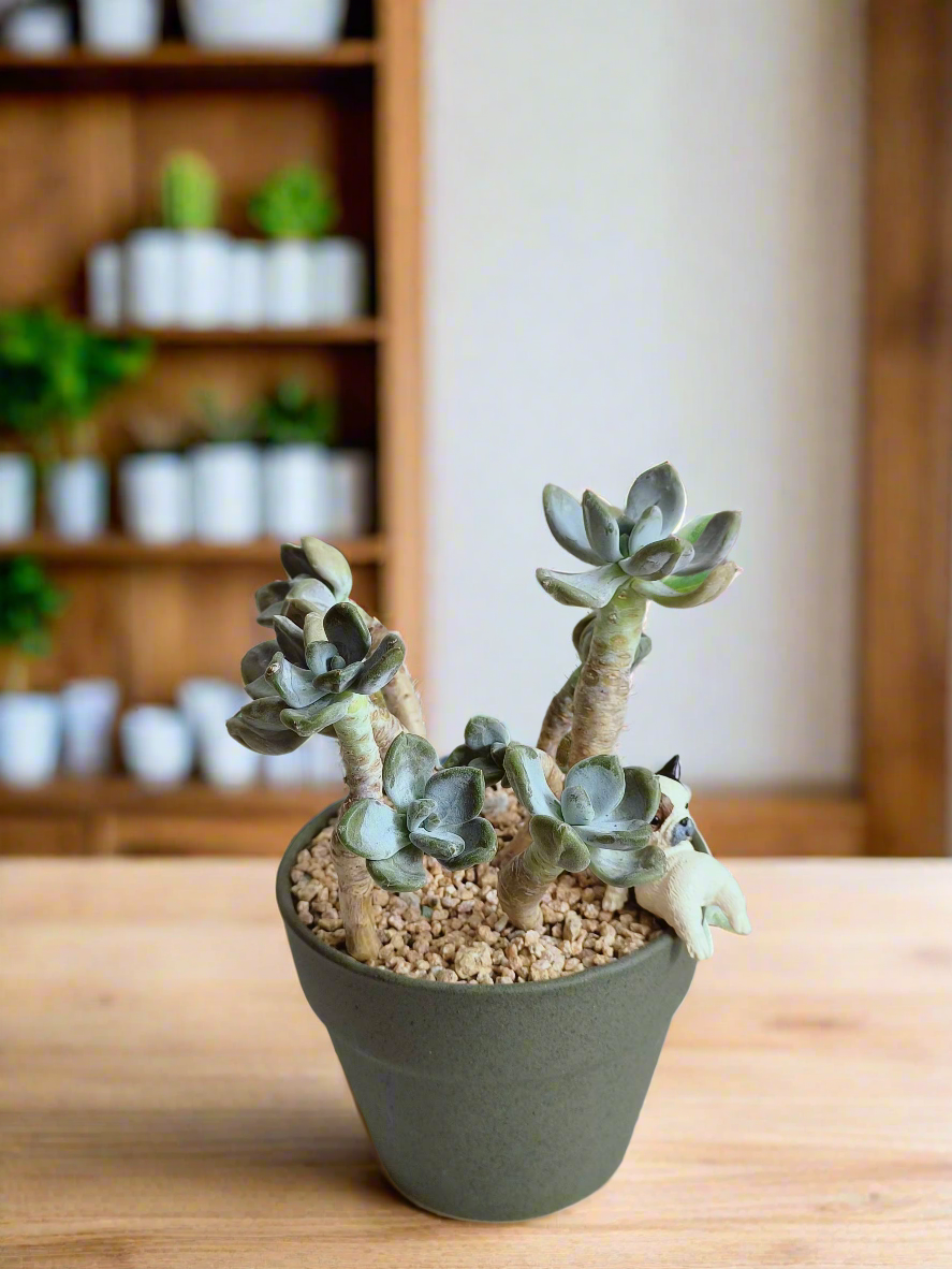 Succulent Speckled Terracotta Planter Green - Pachyveria pachyphytoides