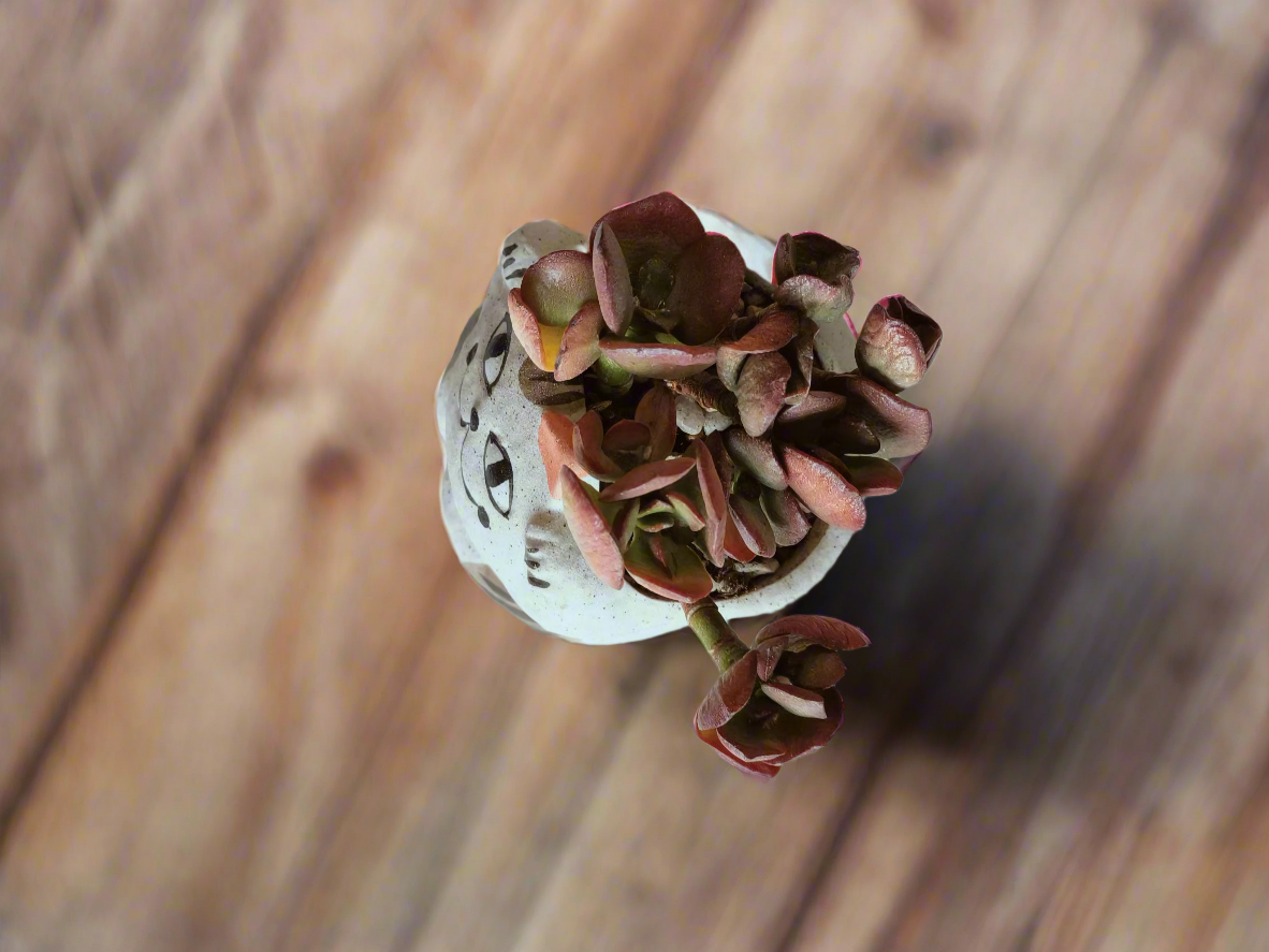 Succulent Hippy Cat Pot - Echeveria - SlowBloomGreens