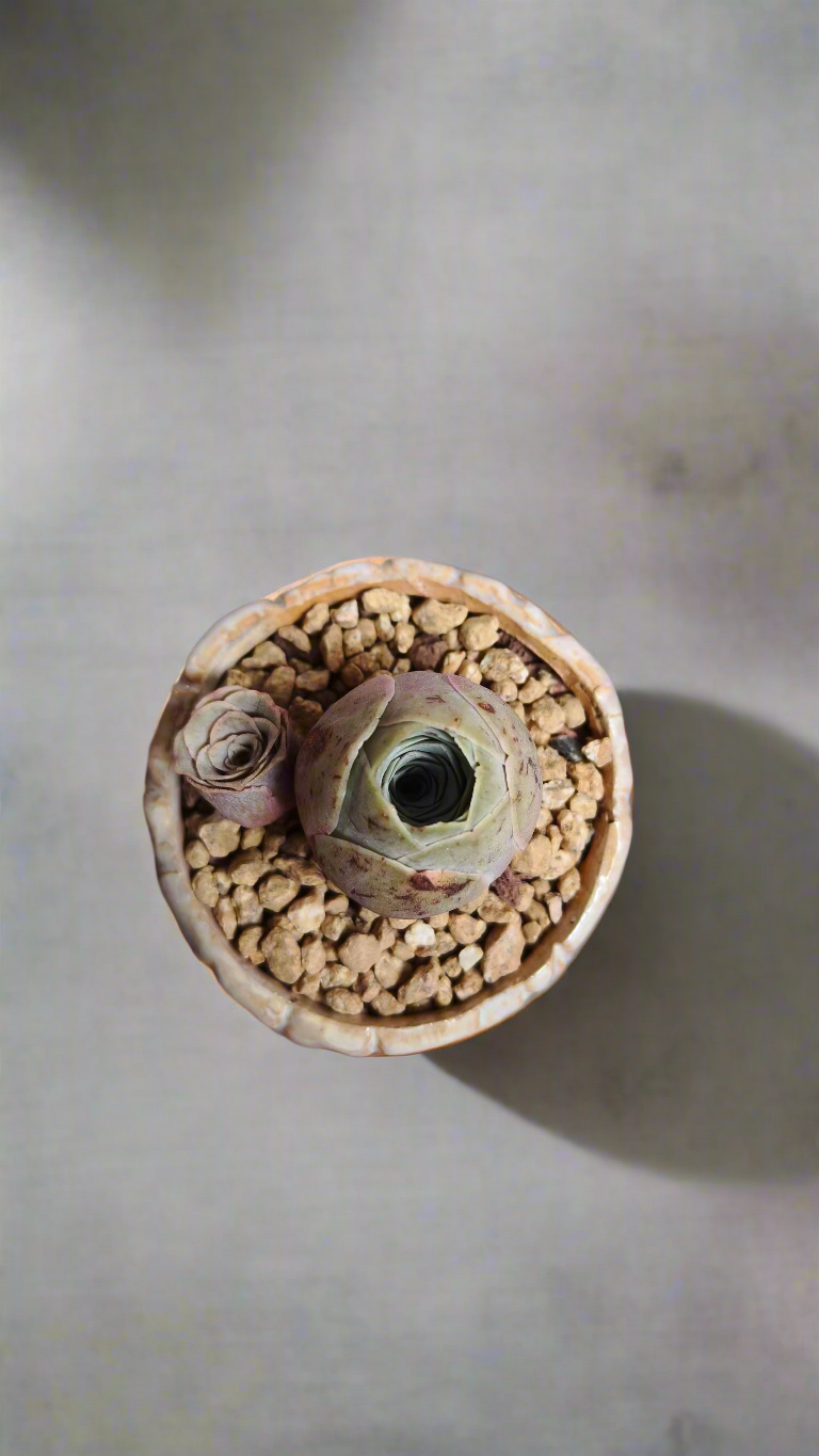 Succulent Lilac Ombre Rustic Planter – Egg Mountain Rose - SlowBloomGreens