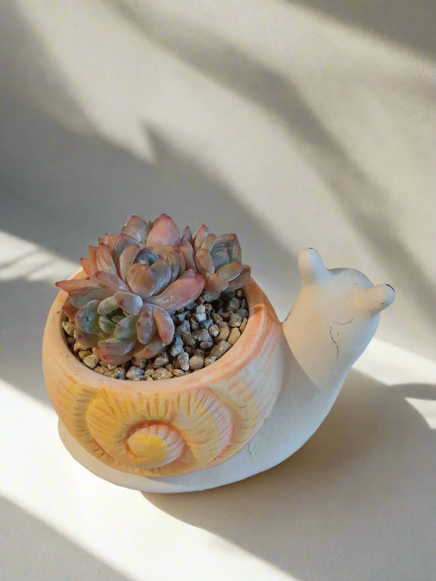 Detailed shot of Succulent Snail Planter - Echeveria Orange Monroe with soft shell.