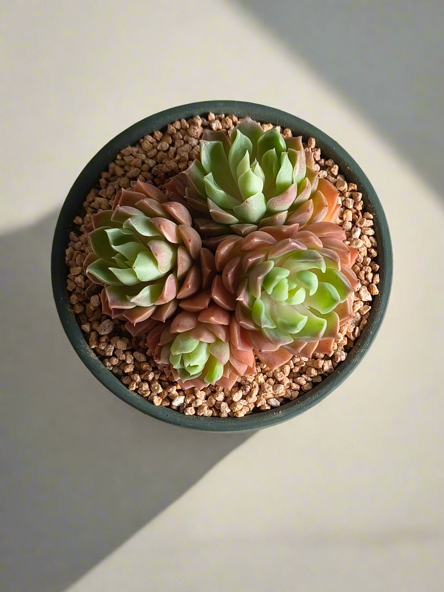 Succulent Rustica Garden – Echeveria Onslow