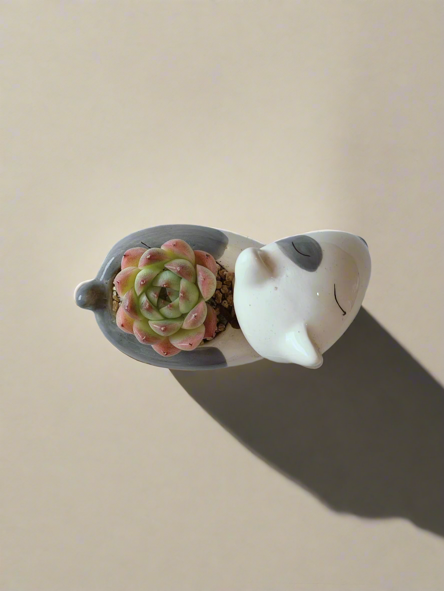 Succulent Puppy Bull Terrier - Echeveria Suryeon - SlowBloomGreens