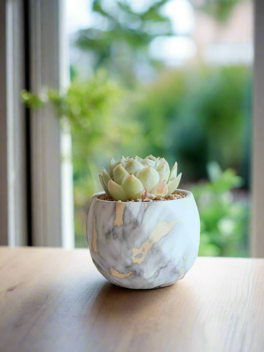 Succulent Classic Marble Gold - Echeveria Onslow