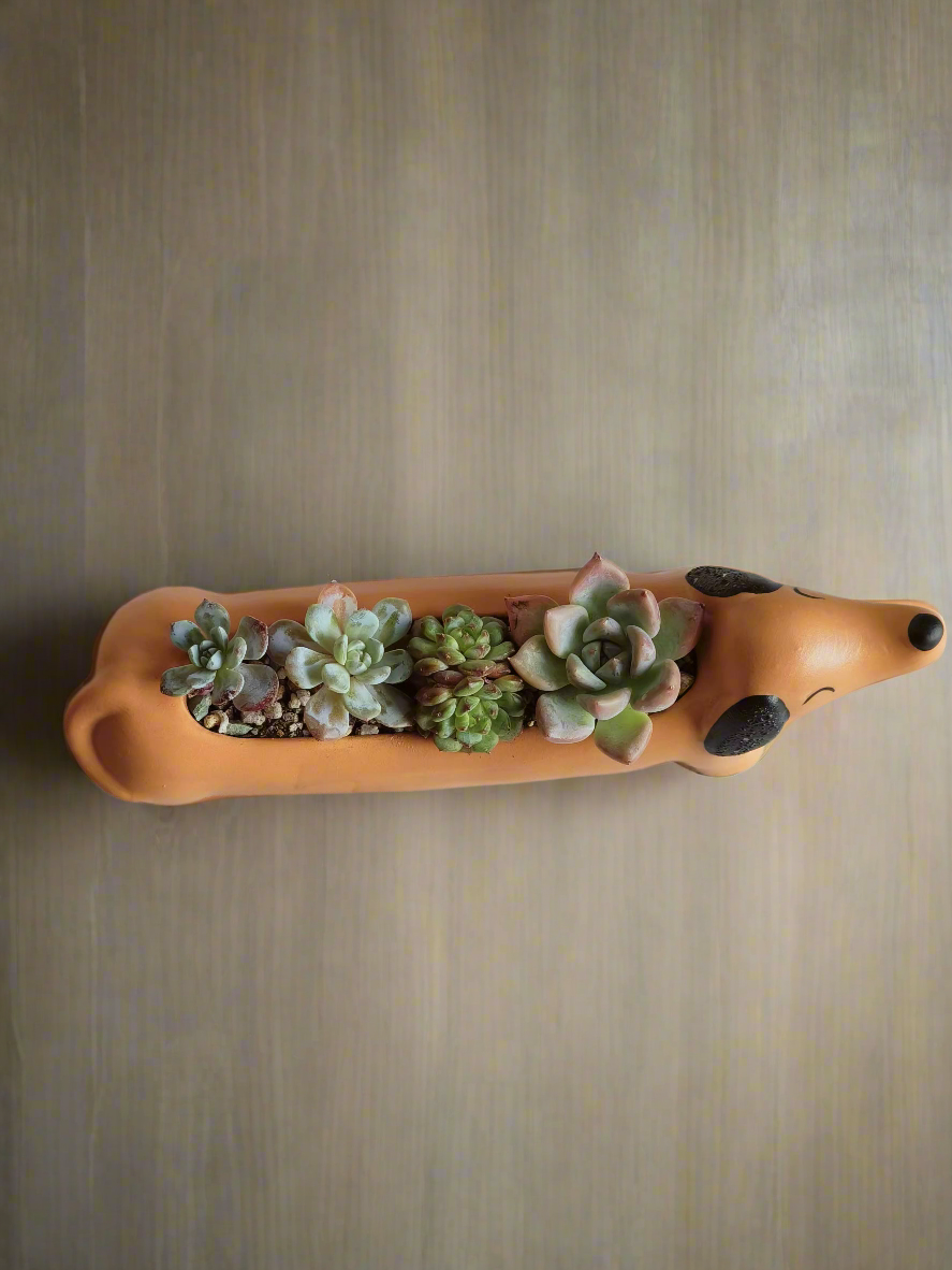 Succulent Daunchund - various - SlowBloomGreens