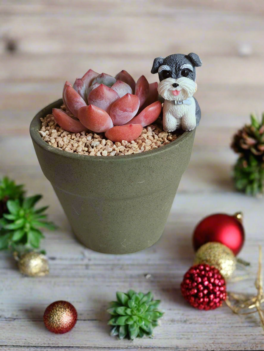 Succulent Schnauzer Pot - Echeveria Orange Monroe - SlowBloomGreens