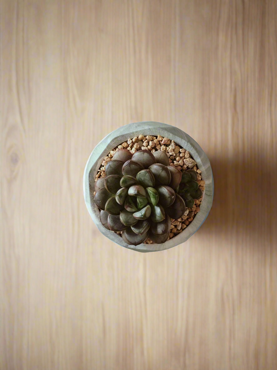 Succulent Harmony Green Pot with Graptoveria 'Amethorum' in focus