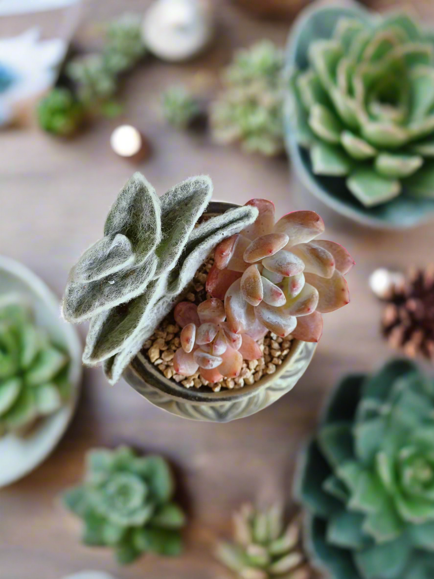 Succulent Rustic Pot Ash  – White Velvet & Echeveria Spica - SlowBloomGreens