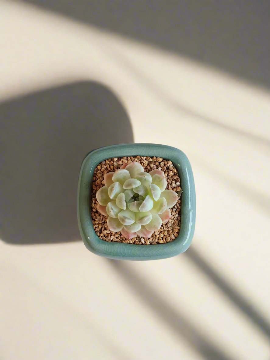 Succulent Zen Square Turquoise Pot – Echeveria Elegans