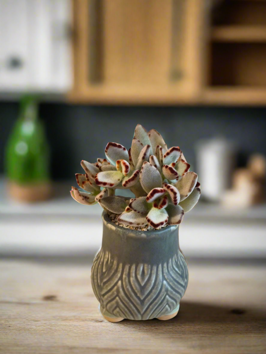 Succulent Rustic Pot Ash – Kalanchoe tomentosa ‘Chocolate Soldier’