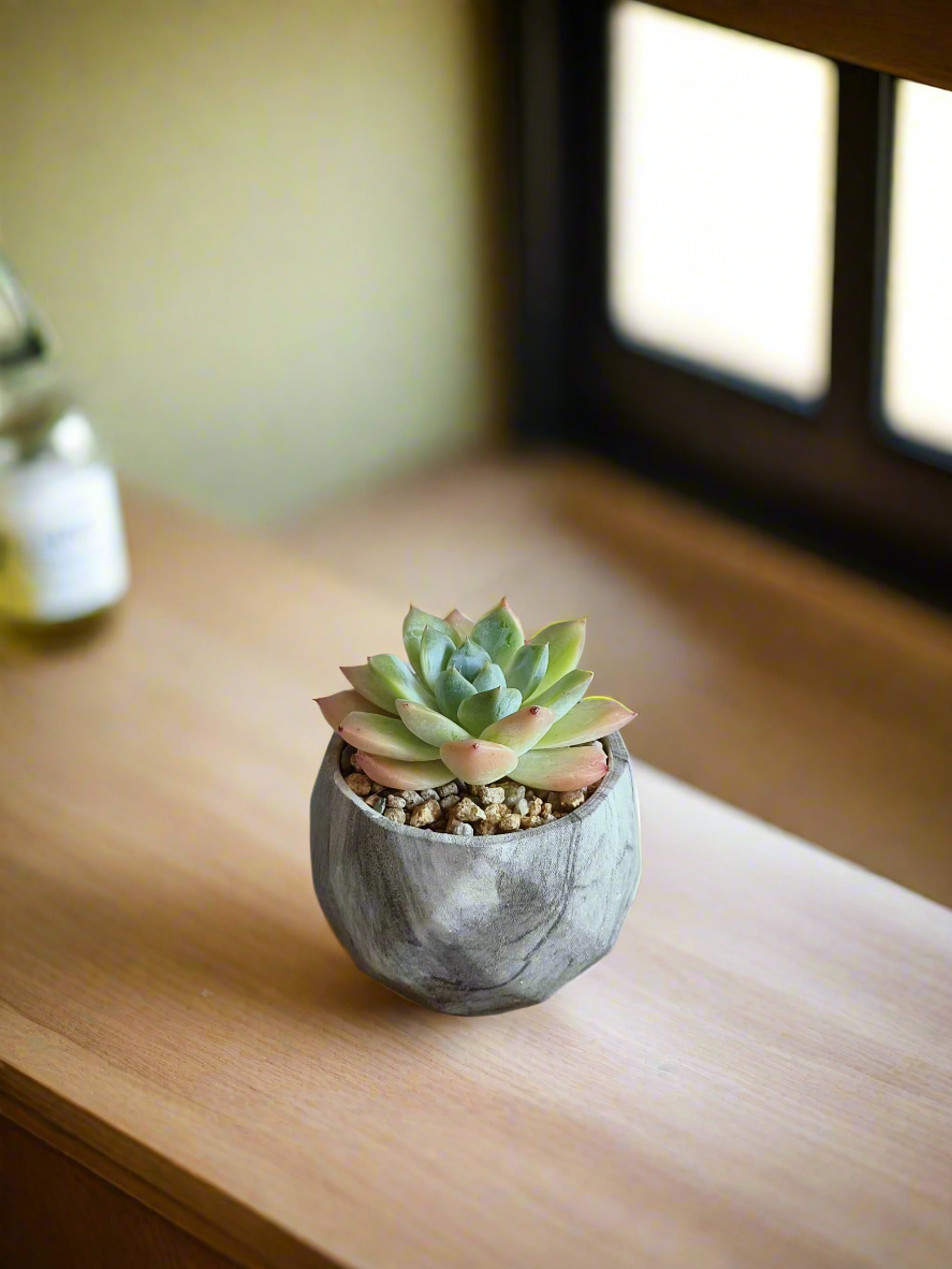 Succulent Harmony Grey - Echeveria Elegans - SlowBloomGreens