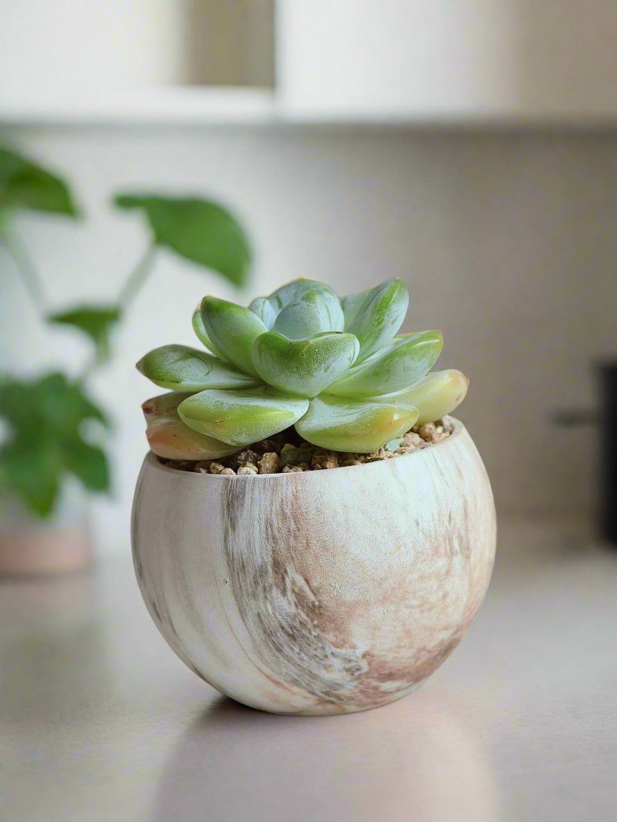 Charming arrangement of Echeveria Ice Green in brown pot