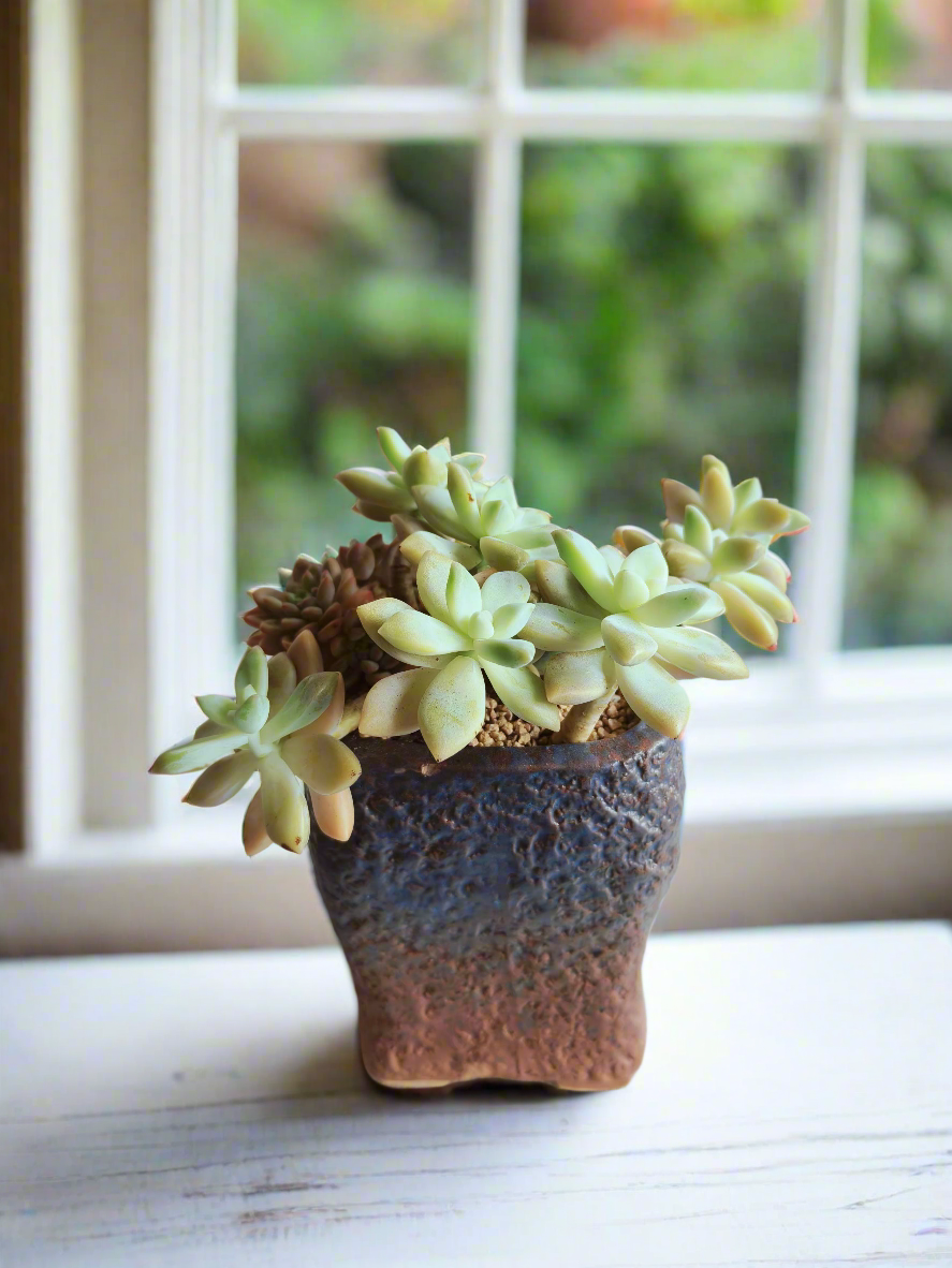 Succulent Rustic Floral Embossed Pot – Graptoselum Bronze, Fanfare 'Lovely Rose,' and Sedeveria Hummelii