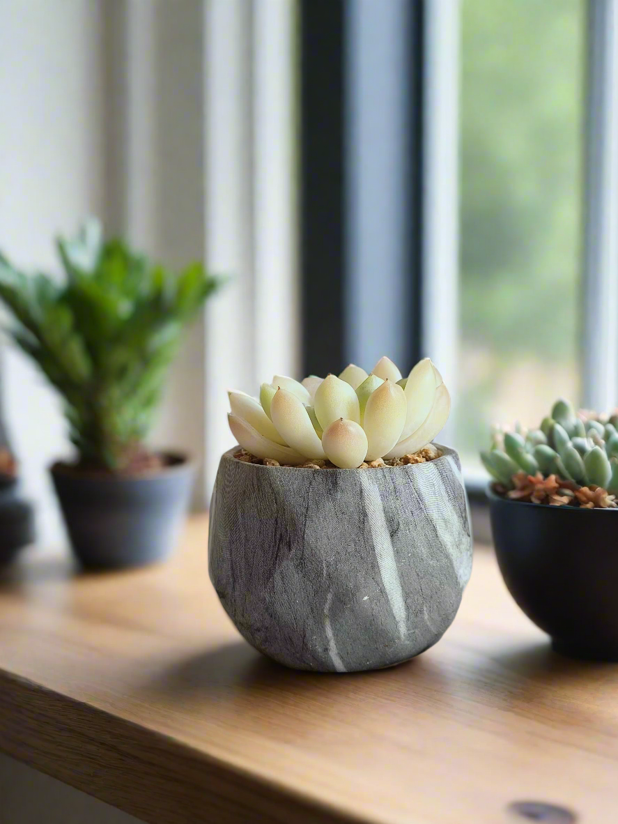 Top view of Succulent Harmony Grey Pot – Echeveria Elegans in Marble Pot showcasing its beauty.