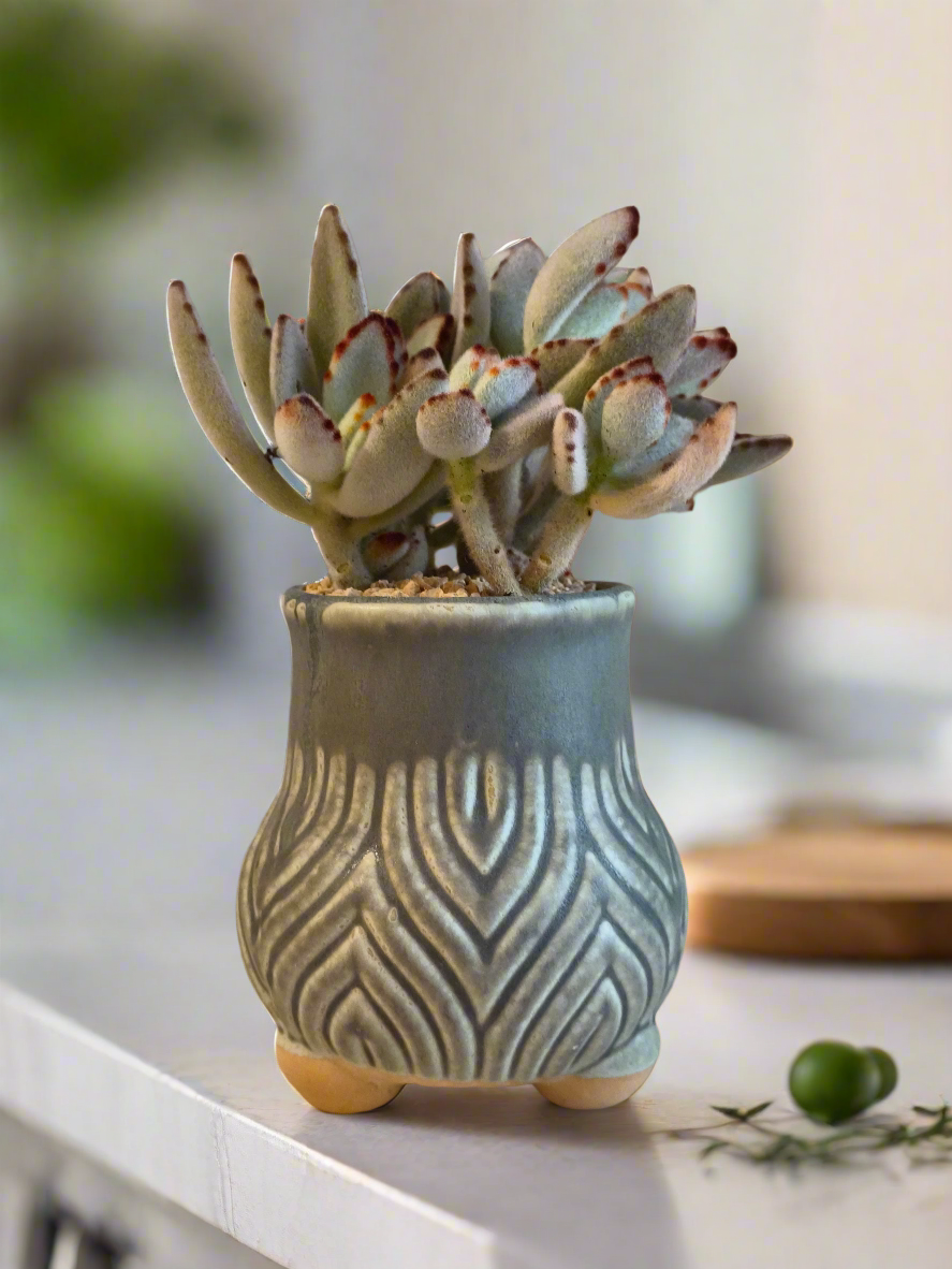 Succulent Rustic Pot Ash – Kalanchoe tomentosa ‘Chocolate Soldier’