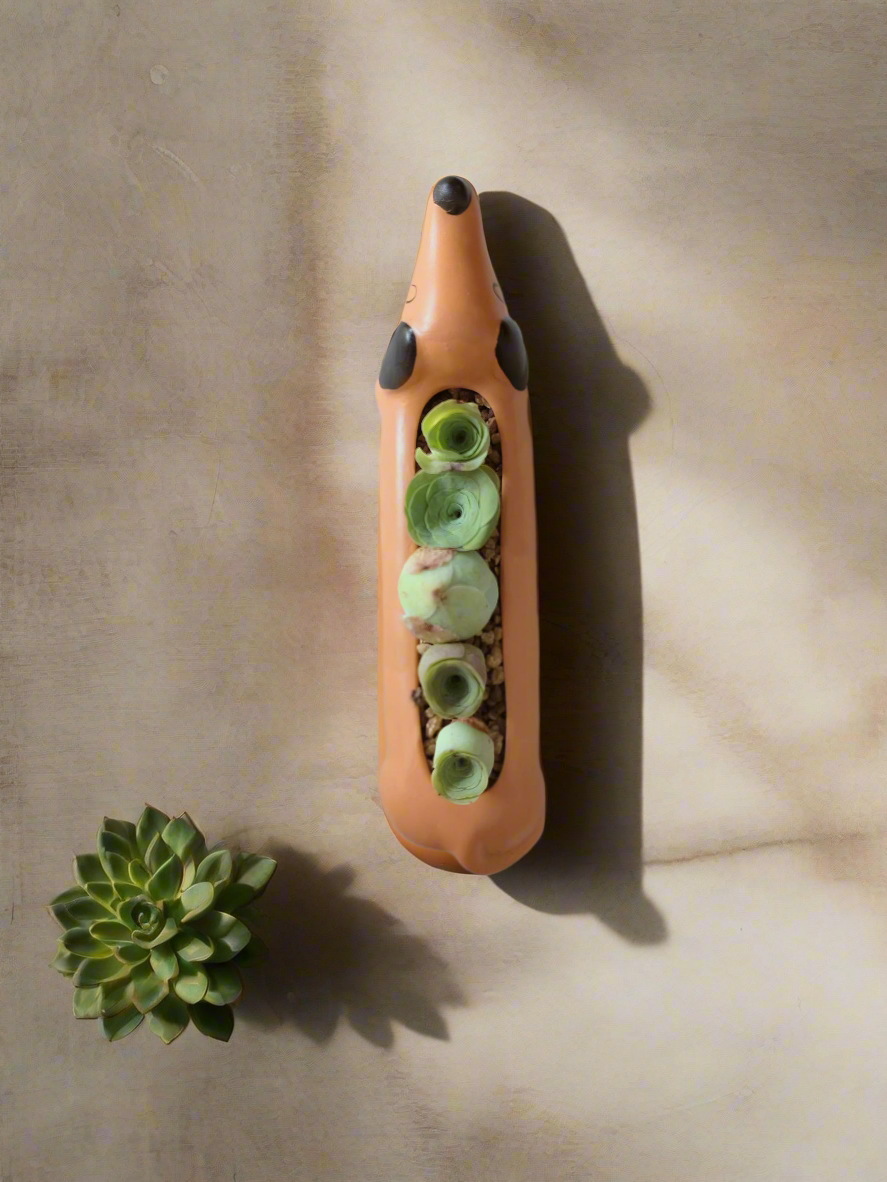 Succulent Daunchund - 5 Mountain Roses 'Greenovia' - SlowBloomGreens