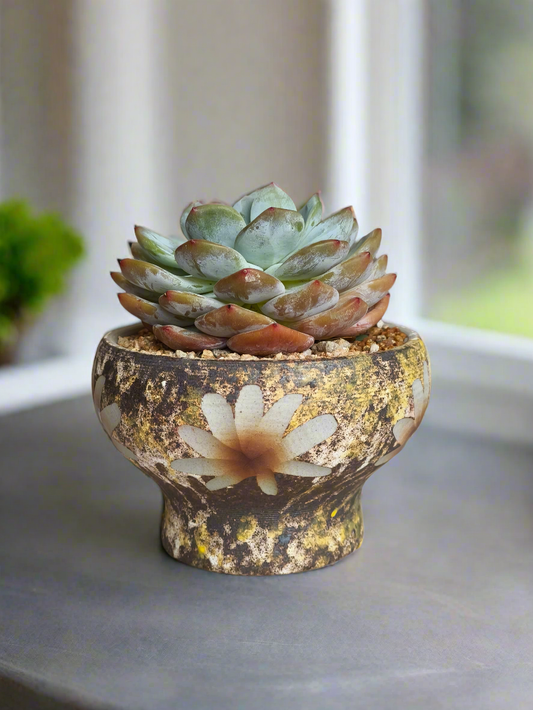 Succulent Moonlit Bloom Pot – Desert Gold with Echeveria Orange Monroe