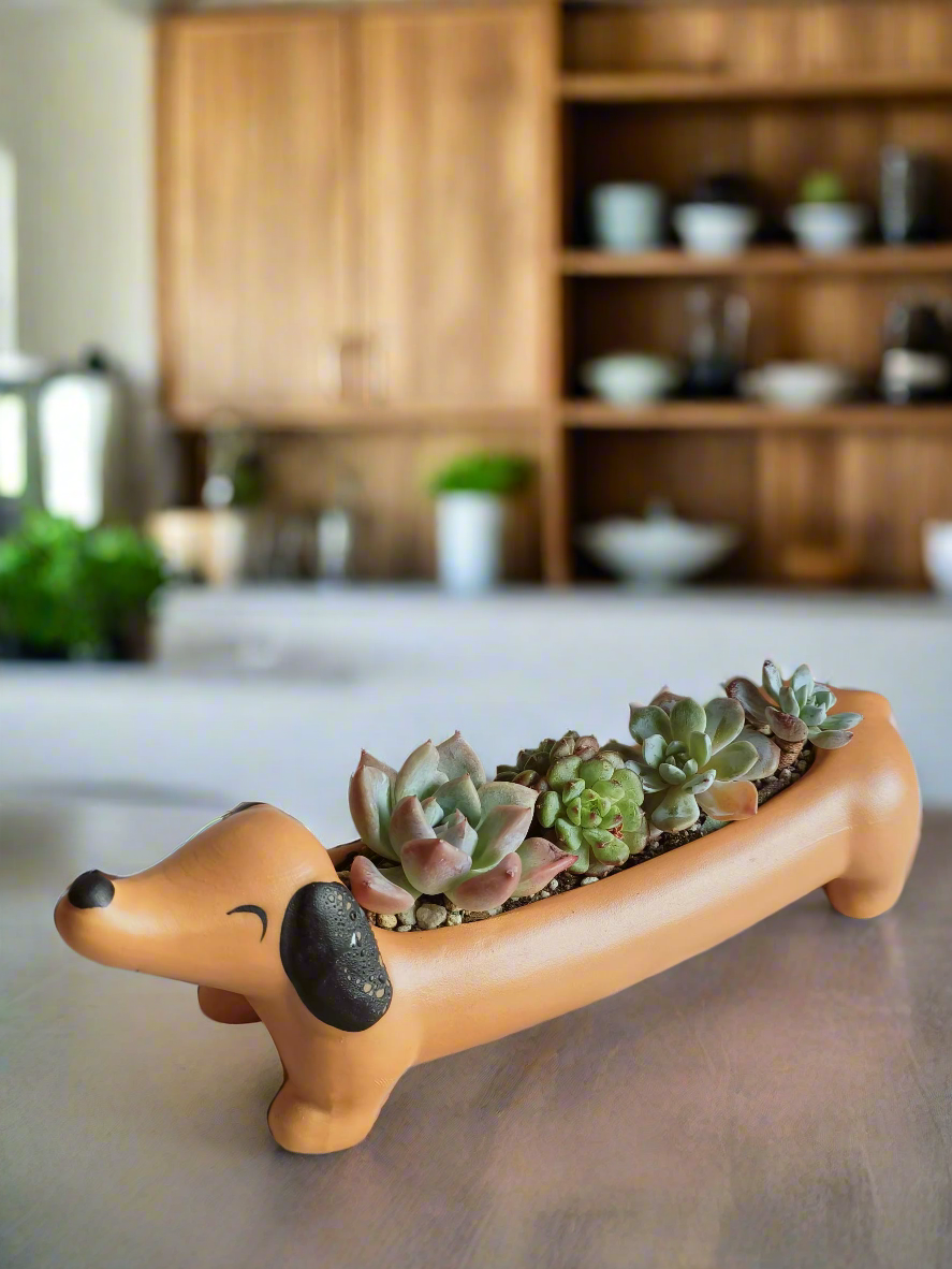 Succulent Daunchund - various - SlowBloomGreens