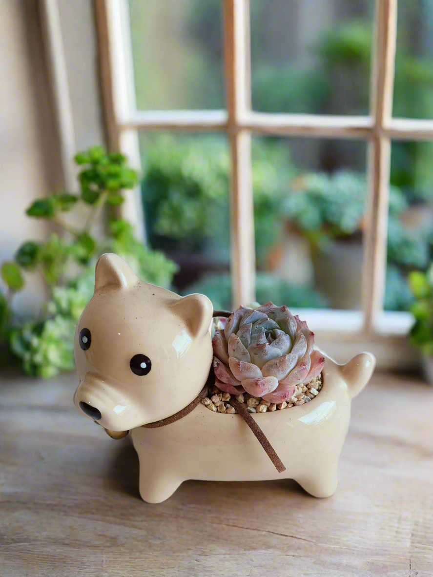 Succulent Puppy Shiba Inu - Echeveria Suryeon - SlowBloomGreens