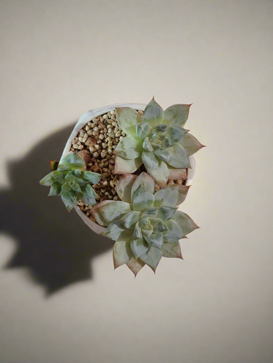 Succulent Radiant Octagon Brown – Echeveria BlueBird - SlowBloomGreens