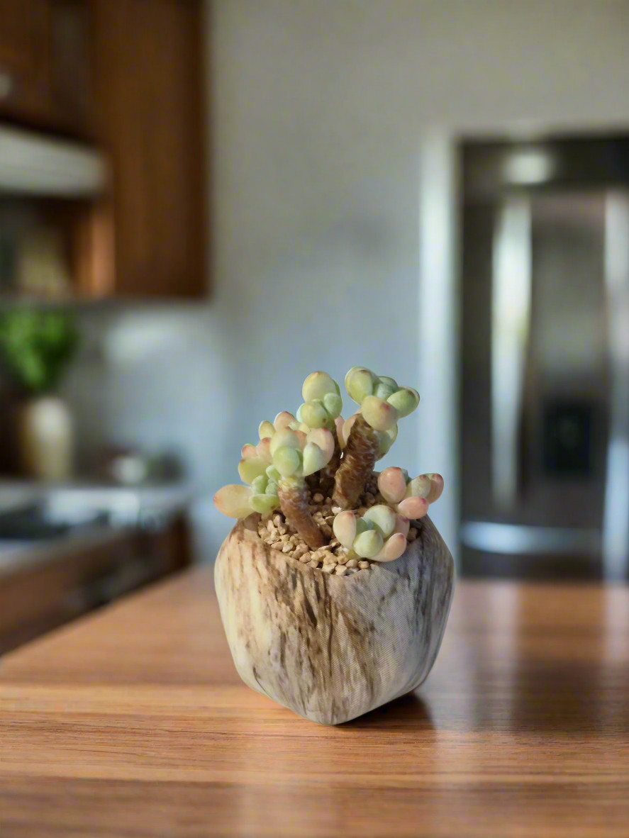 Unique mini octagon pot with Sedum Treleasei 'Stonecrop'