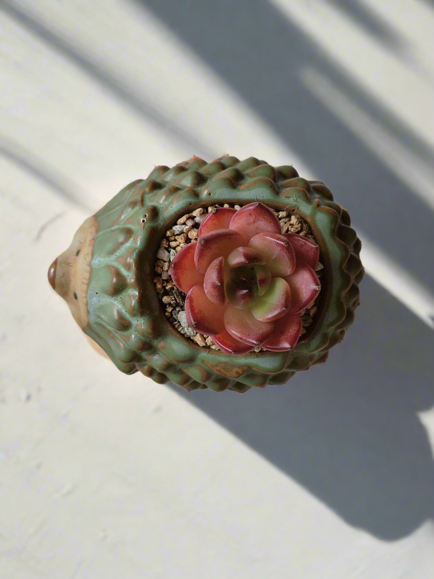 Close-up of Succulent Hedgehog Pot with Echeveria Agavoides 'Romeo'