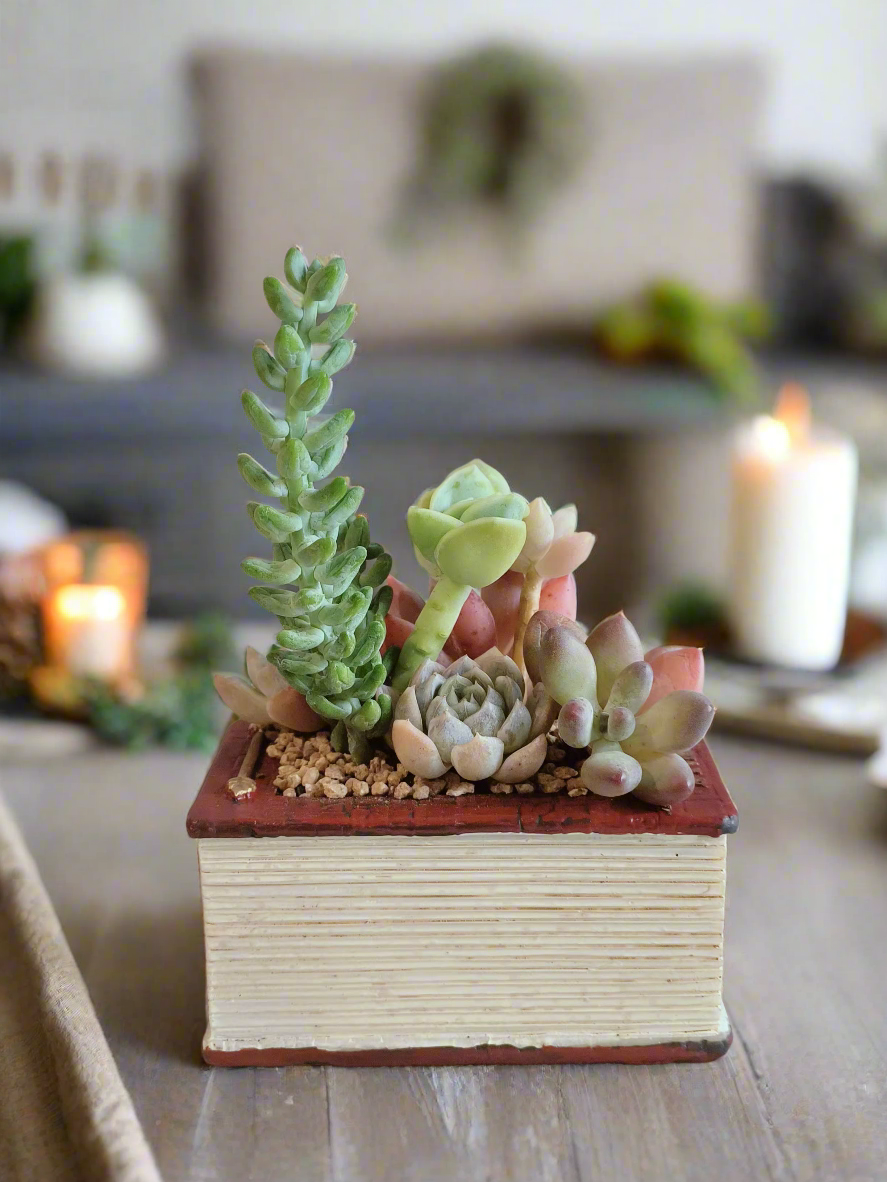 Succulent Book Nook – Assorted Succulents - SlowBloomGreens