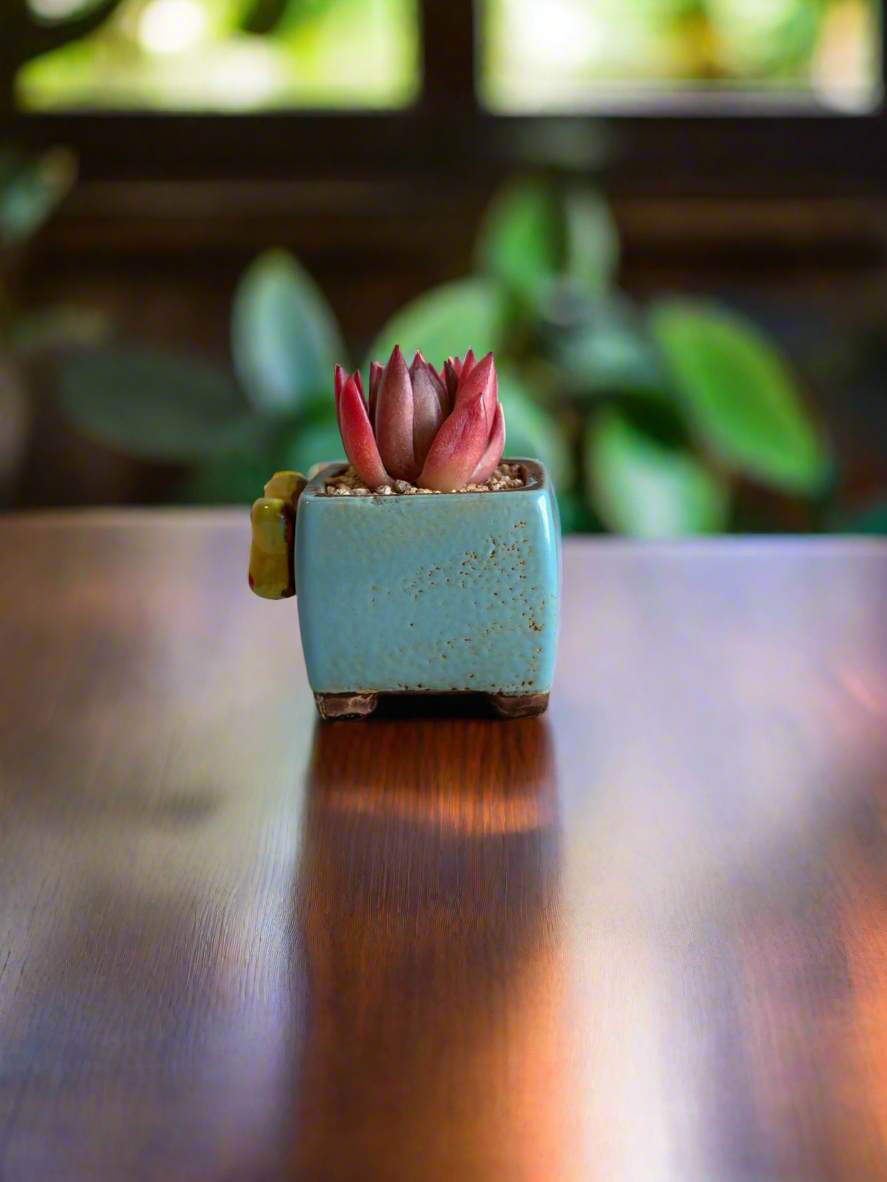 Succulent Ceramic Square Flowerpot Baby Blue – Echeveria Agavoides  'Christmas Eve' - SlowBloomGreens